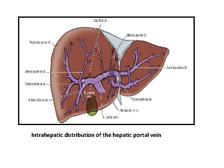 Intrahepatic distribution of the hepatic portal vein Intrahepatic distribution of the hepatic portal vein