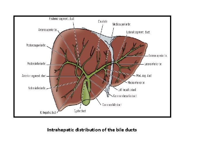 Intrahepatic distribution of the bile ducts 