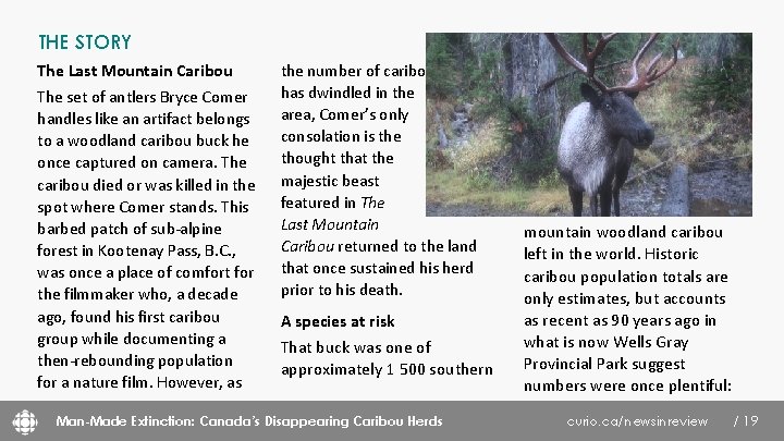 THE STORY The Last Mountain Caribou The set of antlers Bryce Comer handles like