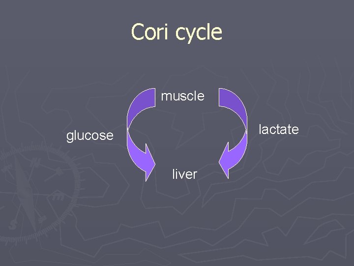 Cori cycle muscle lactate glucose liver 