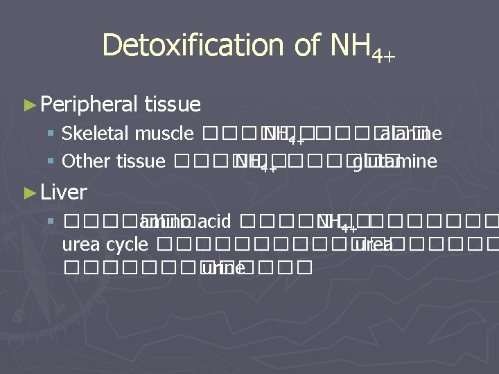 Detoxification of NH 4+ ► Peripheral tissue § Skeletal muscle ������ NH 4+ ������