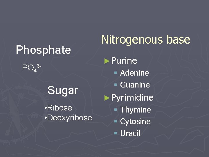 Phosphate PO 43 - Sugar • Ribose • Deoxyribose Nitrogenous base ► Purine §