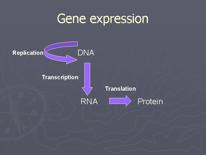 Gene expression Replication DNA Transcription Translation RNA Protein 