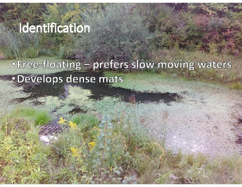 Identification • Free-floating – prefers slow moving waters • Develops dense mats 