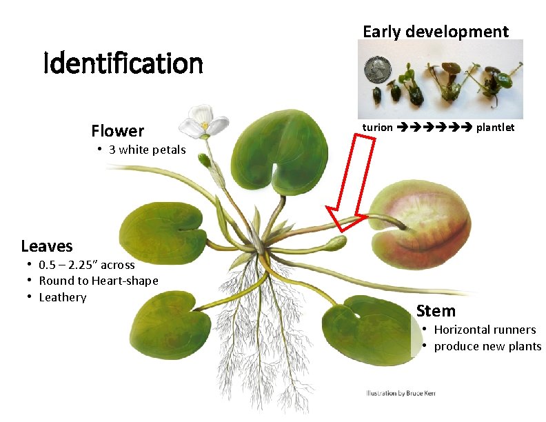 Early development Identification Flower turion plantlet • 3 white petals Leaves • 0. 5