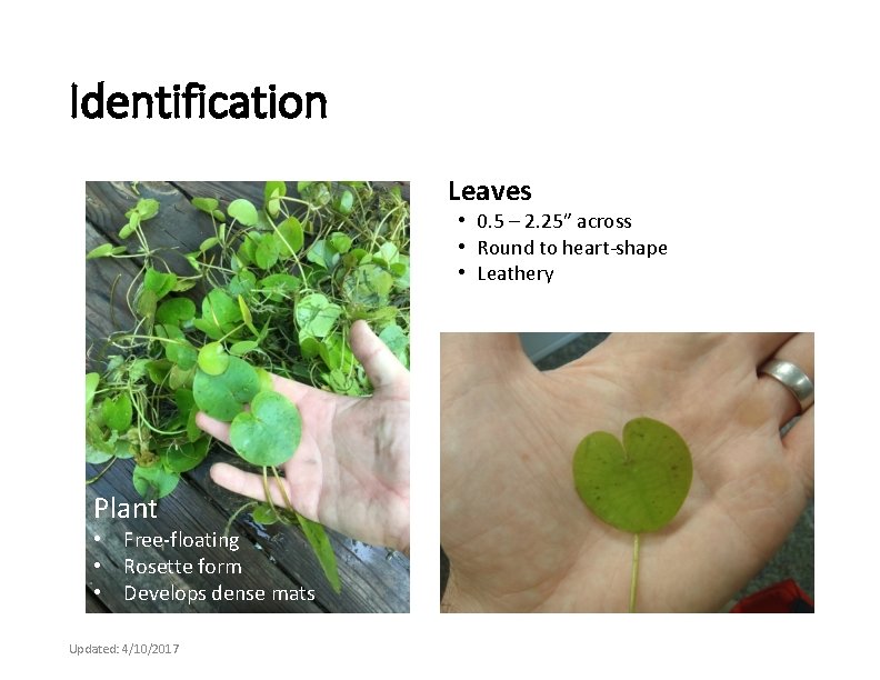 Identification Leaves • 0. 5 – 2. 25” across • Round to heart-shape •