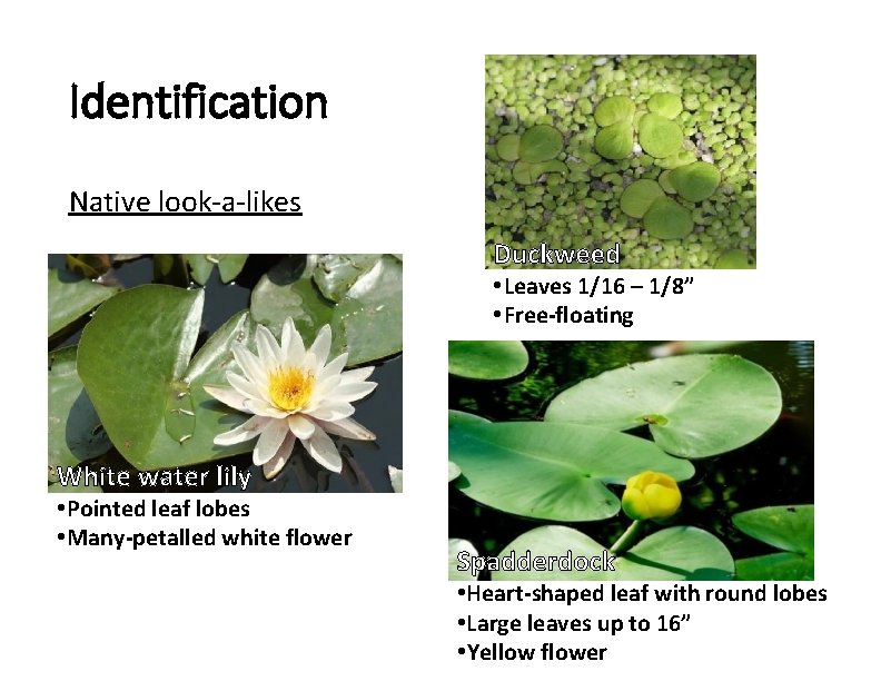 Identification Native look-a-likes Duckweed • Leaves 1/16 – 1/8” • Free-floating White water lily