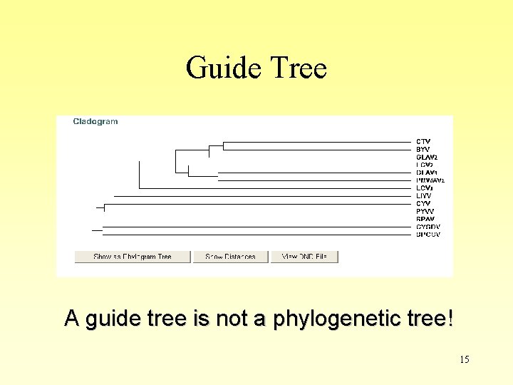 Guide Tree A guide tree is not a phylogenetic tree! 15 Guide Tree A guide tree is not a phylogenetic tree! 15