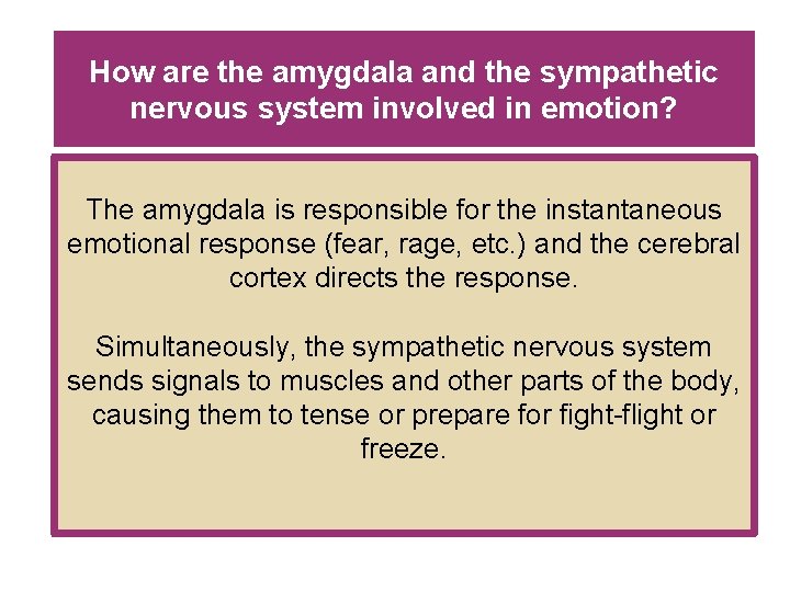 How are the amygdala and the sympathetic nervous system involved in emotion? The amygdala