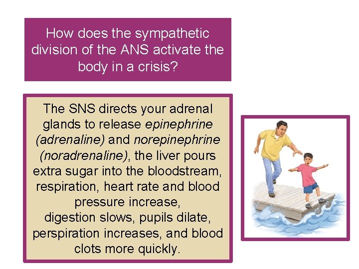 How does the sympathetic division of the ANS activate the body in a crisis?