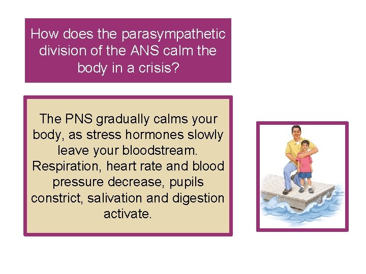 How does the parasympathetic division of the ANS calm the body in a crisis?