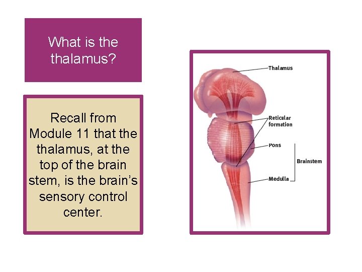 What is the thalamus? Recall from Module 11 that the thalamus, at the top