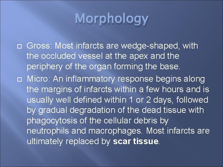 Morphology Gross: Most infarcts are wedge-shaped, with the occluded vessel at the apex and