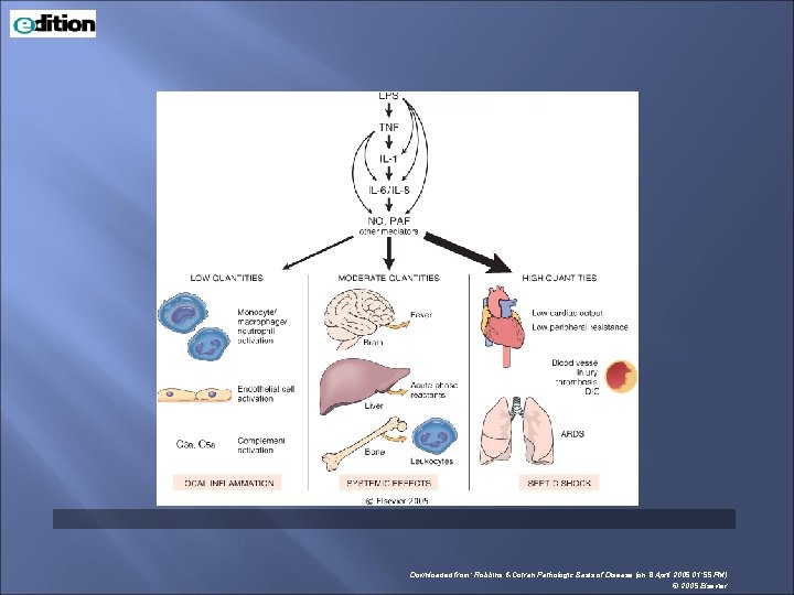 Downloaded from: Robbins & Cotran Pathologic Basis of Disease (on 8 April 2005 01: