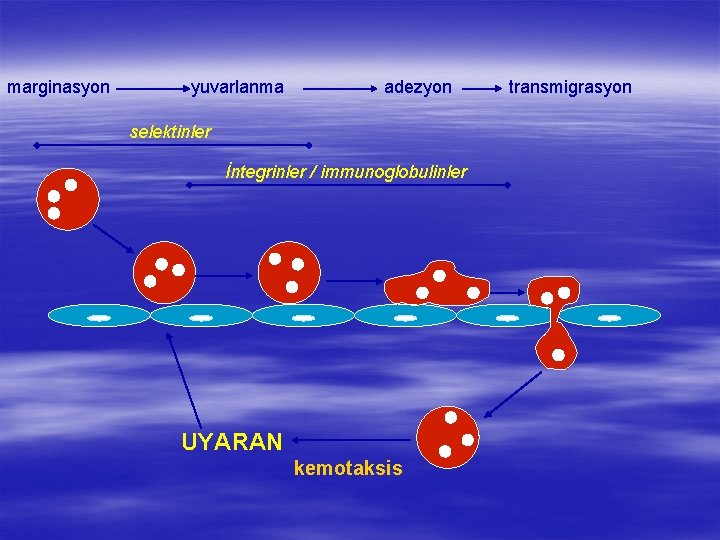marginasyon yuvarlanma adezyon selektinler İntegrinler / immunoglobulinler UYARAN kemotaksis transmigrasyon 