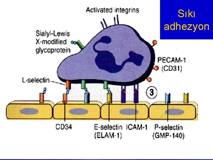 Sıkı adhezyon 