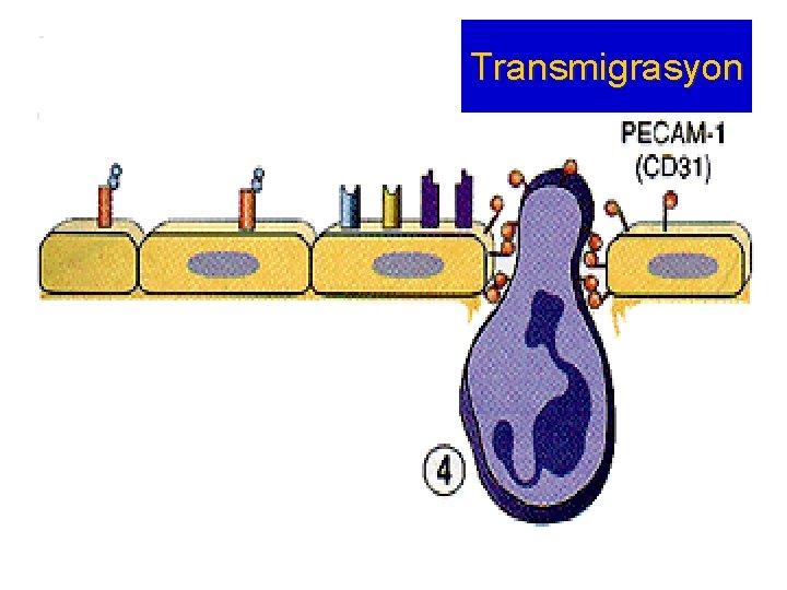 Transmigrasyon 