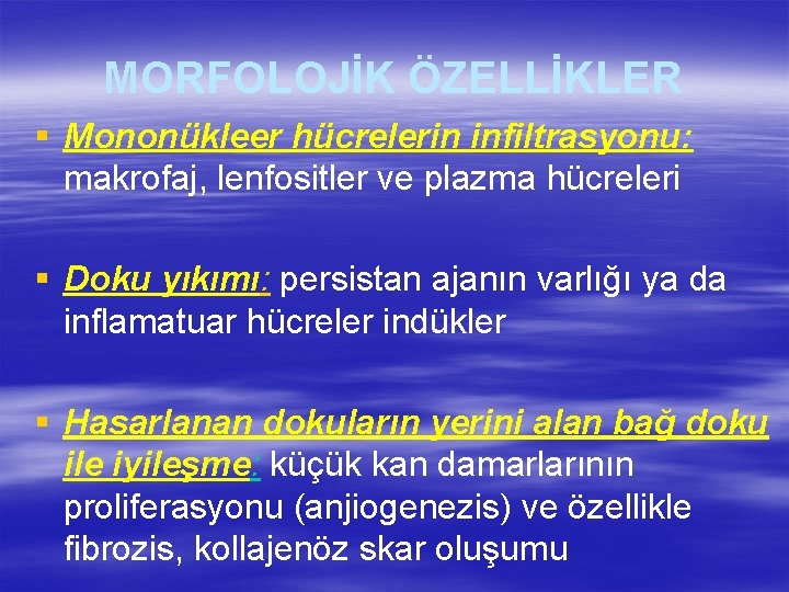 MORFOLOJİK ÖZELLİKLER § Mononükleer hücrelerin infiltrasyonu: makrofaj, lenfositler ve plazma hücreleri § Doku yıkımı: