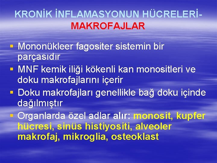 KRONİK İNFLAMASYONUN HÜCRELERİMAKROFAJLAR § Mononükleer fagositer sistemin bir parçasıdır § MNF kemik iliği kökenli