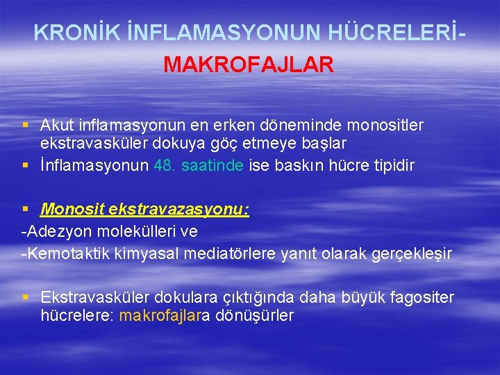 KRONİK İNFLAMASYONUN HÜCRELERİMAKROFAJLAR § Akut inflamasyonun en erken döneminde monositler ekstravasküler dokuya göç etmeye