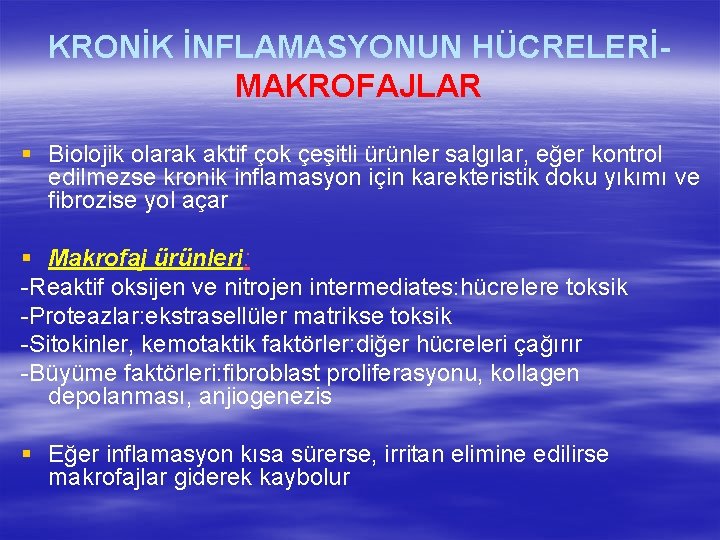 KRONİK İNFLAMASYONUN HÜCRELERİMAKROFAJLAR § Biolojik olarak aktif çok çeşitli ürünler salgılar, eğer kontrol edilmezse