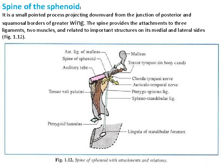 Spine of the sphenoid: It is a small pointed process projecting downward from the