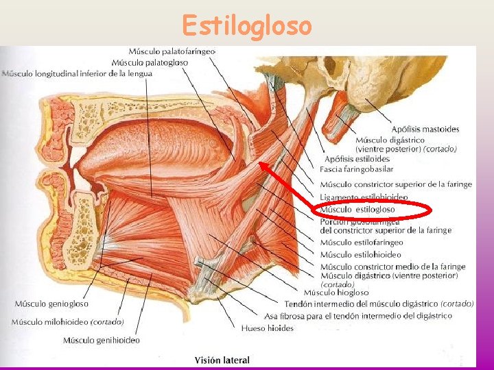 Estilogloso 