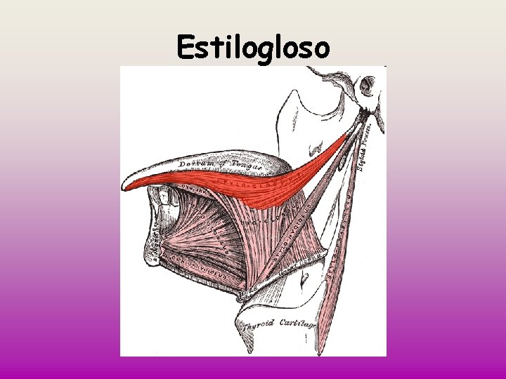 Estilogloso 