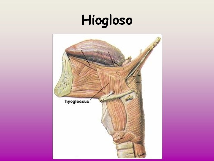 Hiogloso 