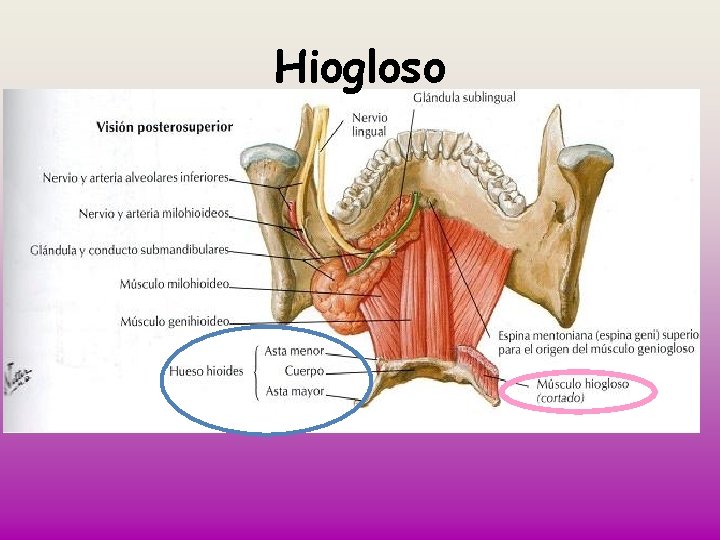 Hiogloso 