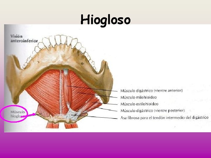 Hiogloso 