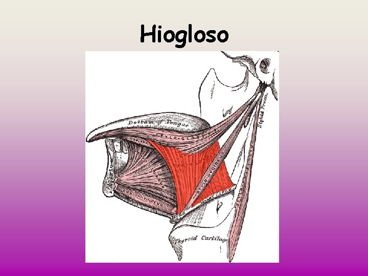 Hiogloso 