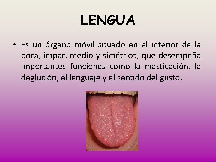 LENGUA • Es un órgano móvil situado en el interior de la boca, impar,