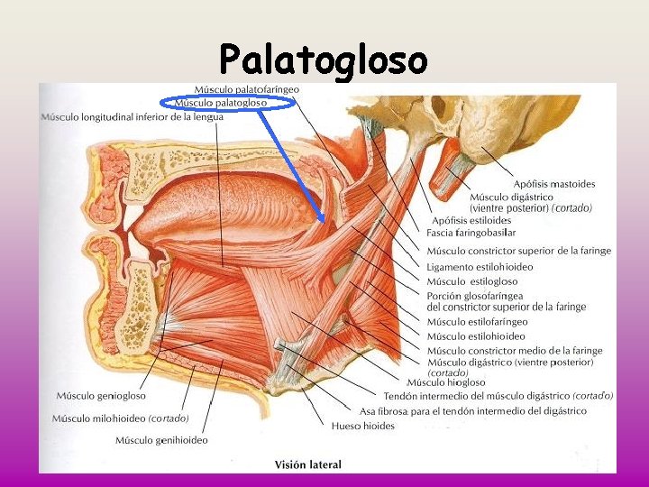 Palatogloso 