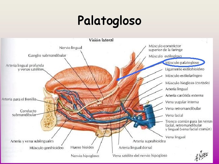 Palatogloso 