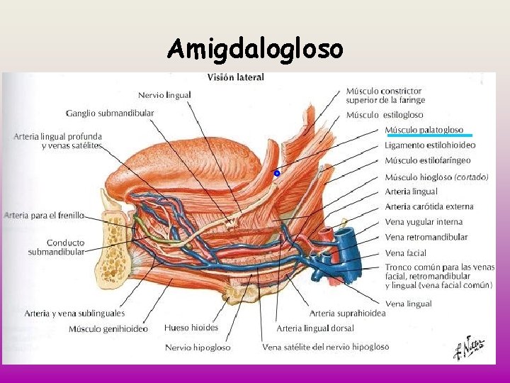 Amigdalogloso 