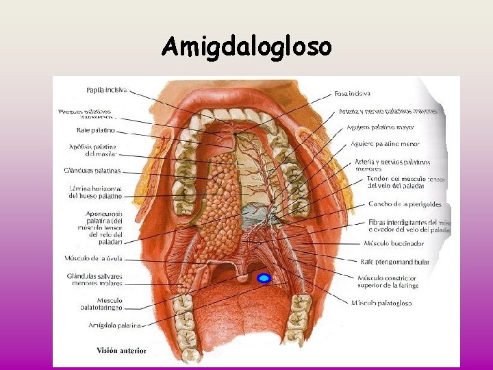 Amigdalogloso 