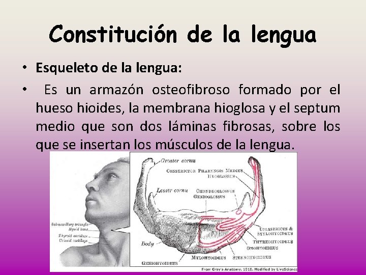 Constitución de la lengua • Esqueleto de la lengua: • Es un armazón osteofibroso