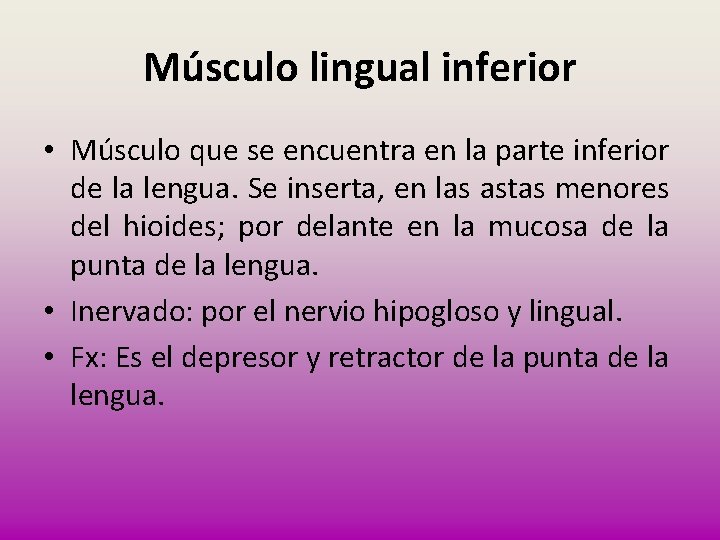 Músculo lingual inferior • Músculo que se encuentra en la parte inferior de la