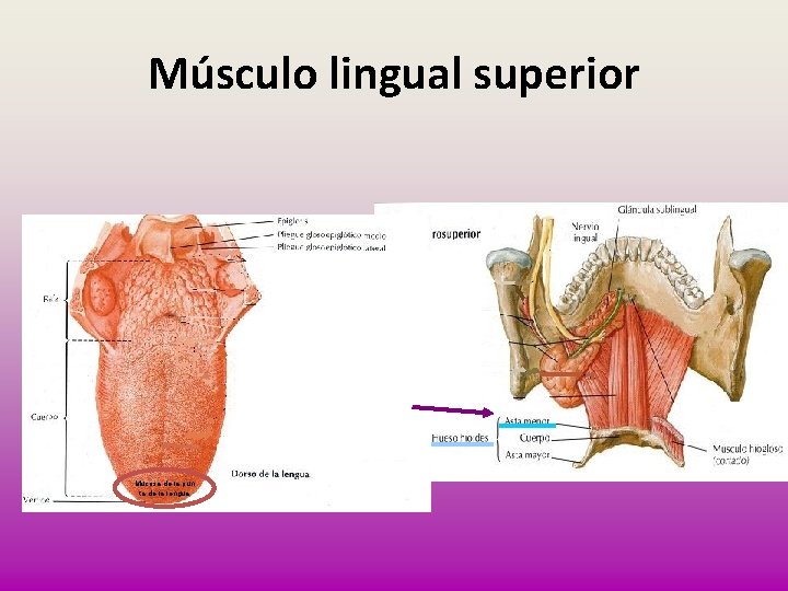 Músculo lingual superior Mucosa de la pun ta de la lengua 