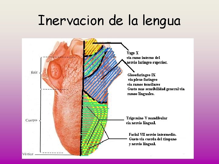 Inervacion de la lengua 