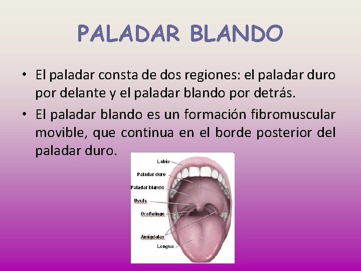 PALADAR BLANDO • El paladar consta de dos regiones: el paladar duro por delante