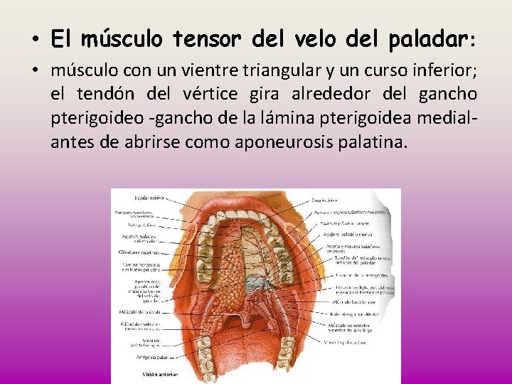  • El músculo tensor del velo del paladar: • músculo con un vientre