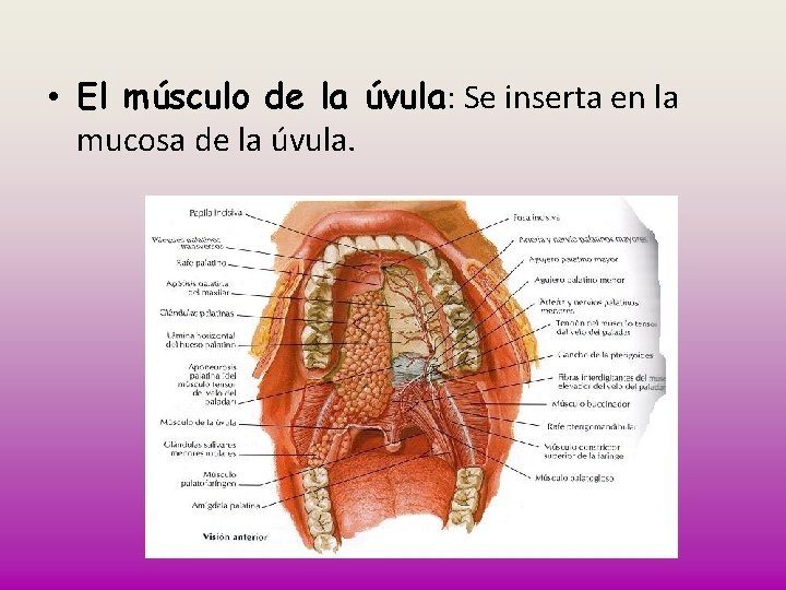  • El músculo de la úvula: Se inserta en la mucosa de la