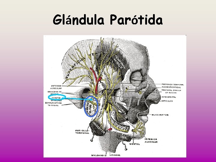 Glándula Parótida 