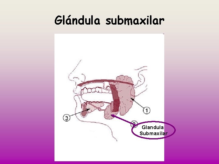 Glándula submaxilar Glandula Submaxilar 