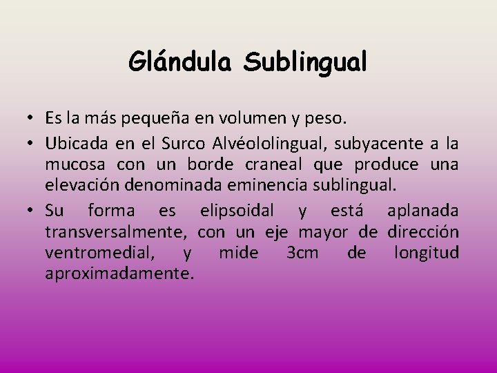 Glándula Sublingual • Es la más pequeña en volumen y peso. • Ubicada en
