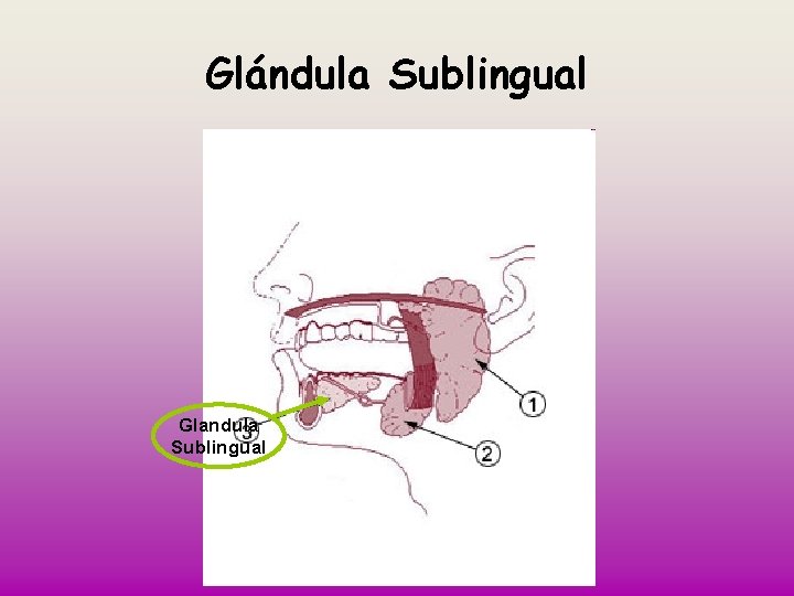 Glándula Sublingual Glandula Sublingual 