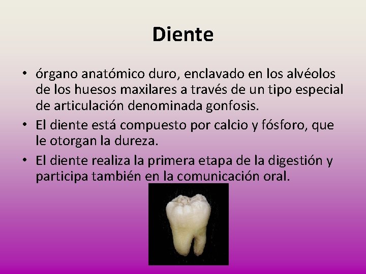 Diente • órgano anatómico duro, enclavado en los alvéolos de los huesos maxilares a
