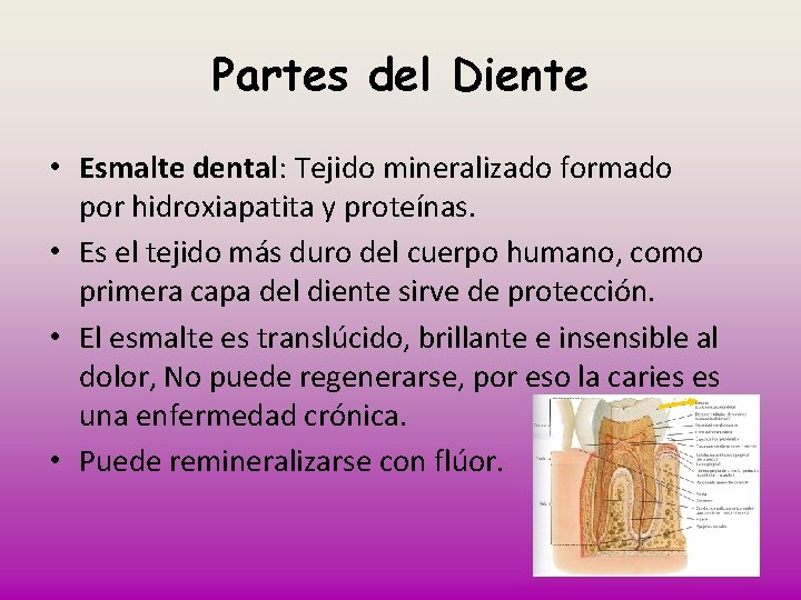 Partes del Diente • Esmalte dental: Tejido mineralizado formado por hidroxiapatita y proteínas. •